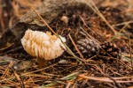 champignon-2.jpg