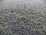 La gelée au levé du jour sur la pelouse.