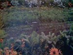 mon potager en ce moment mais helas on aproche de l'hiver et il va bientot etre vide