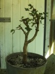 BILD4128.JPG