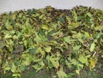 Les feuilles de mûrier platane une fois déposées.