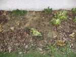 Voici l'emplacement des salades grenobloises.<br />Celles que vous pouvez encore voir au sol étaient montées ou alors abîmées et donc immangeables.<br />Je les aient écrasées au pied et recouvert de feuilles mortes