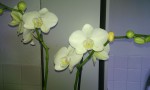 orchidees.jpg