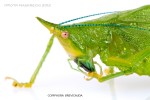 copiphora2.jpg