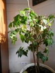DSCN6821 (600x800) (480x640).jpg