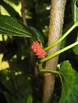arbre-fruit.jpg
