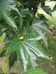 arbre a identifier-2.jpg