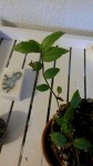 Plante pour identification.jpg