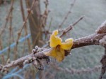 Une des fleur du forsythia complètement perdue dans la saison.