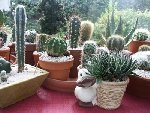 voila mais cactus mais en se moment jen est plein qui creve