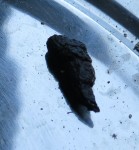 excrement inconnu1.jpg