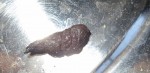 Excrement inconnu2.jpg
