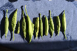 Photo 003.jpg