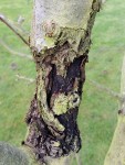 BRANCHE1.jpg