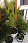 IMAG0613-e.jpg