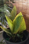 IMAG0541-a.jpg