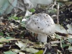 DSCF1808.JPG