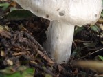 DSCF1812.JPG