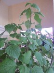 Plante entière