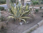 Photo0046.jpg