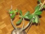 Le Grand Adenium