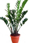 zamioculcas.jpg