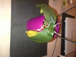 Le phalaenopsis de dessus