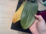 Feuille jaune avec une tache marron