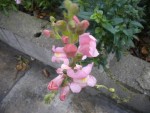 DSCN5945.JPG