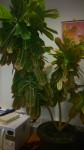 plante2.jpg