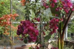 bougainvillée0.JPG