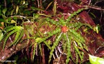 epiphyte.jpg