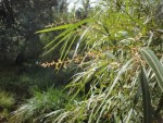 jan  2015 DSC09907.JPG