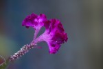 Une idée sur cette plante-fleur, photographiée au nord Vietnam? Merci