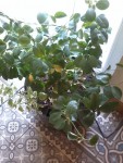 2015-01-31 10.35.11.jpg