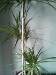 IMG_20150130_154302-750.jpg