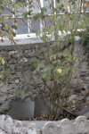 L IMG_4998_v1-1.jpeg