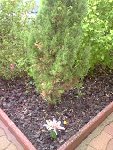 idem avec cette sorte de sapin qui devient marron au niveau de la base des branches