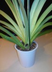Odontoglossum avec tache noire