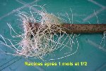 laurier_racine_moustache_120804.jpg