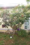 DSC09928.jpg