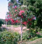 Laurier1_jardinRama_290604.jpg