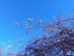 IMG_20150113_124957.jpg