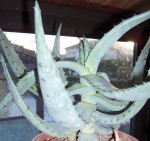 Aloe 1.JPG