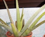 Aloe 2.JPG