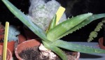 Aloe 3.JPG