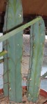 Cactus 2.JPG