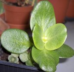 Plante.JPG