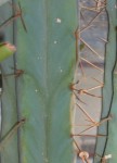zoom cactus.jpg
