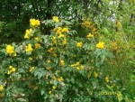 mahonia.JPG